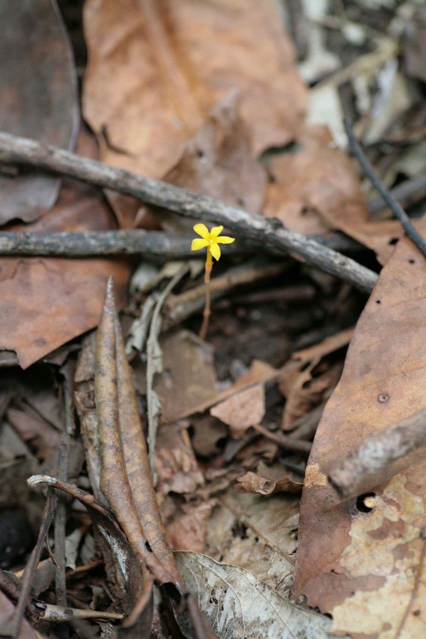 Voyria 3