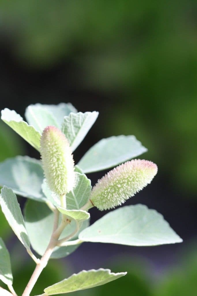 Corchorus 2