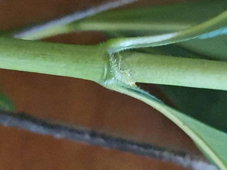 Coptosperma graveolens 22
