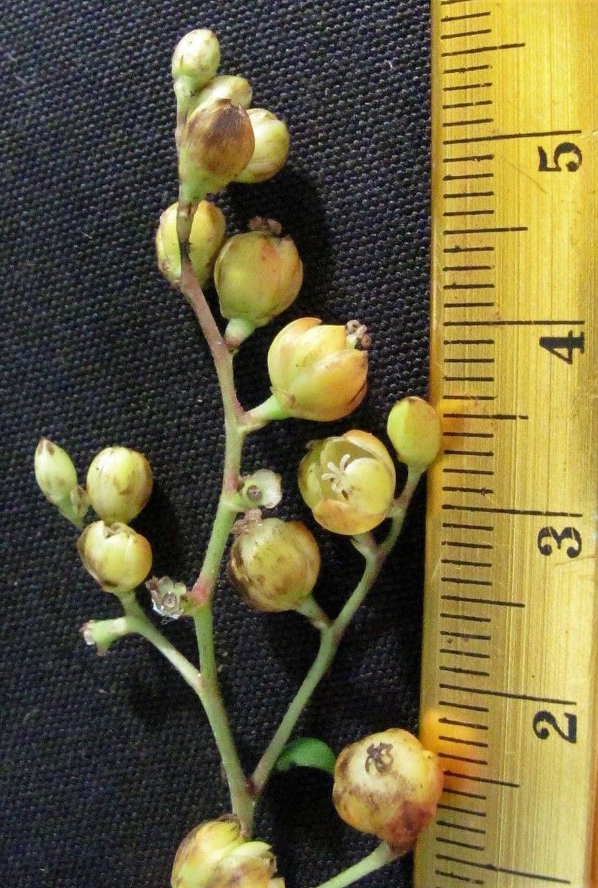 Pleuropetalum 5