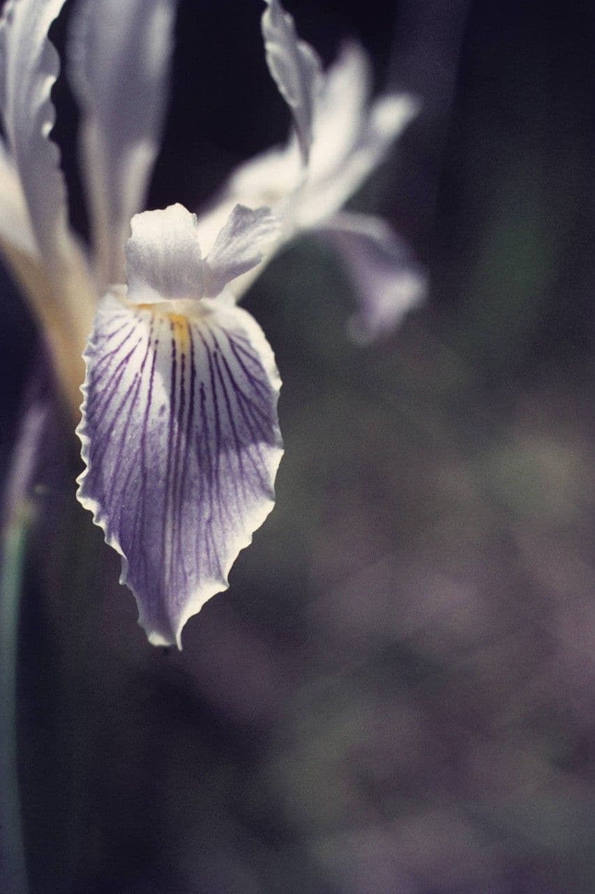 Iris 5
