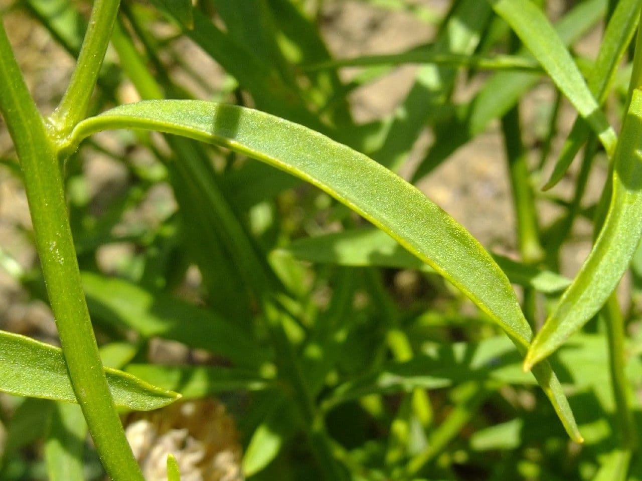 Iberka okolíkatá 13