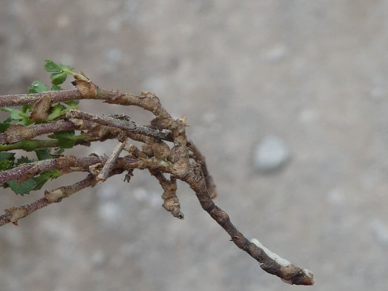 Ononis striata 18