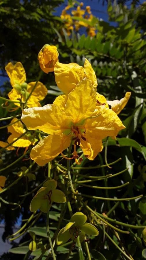 Cassia 6