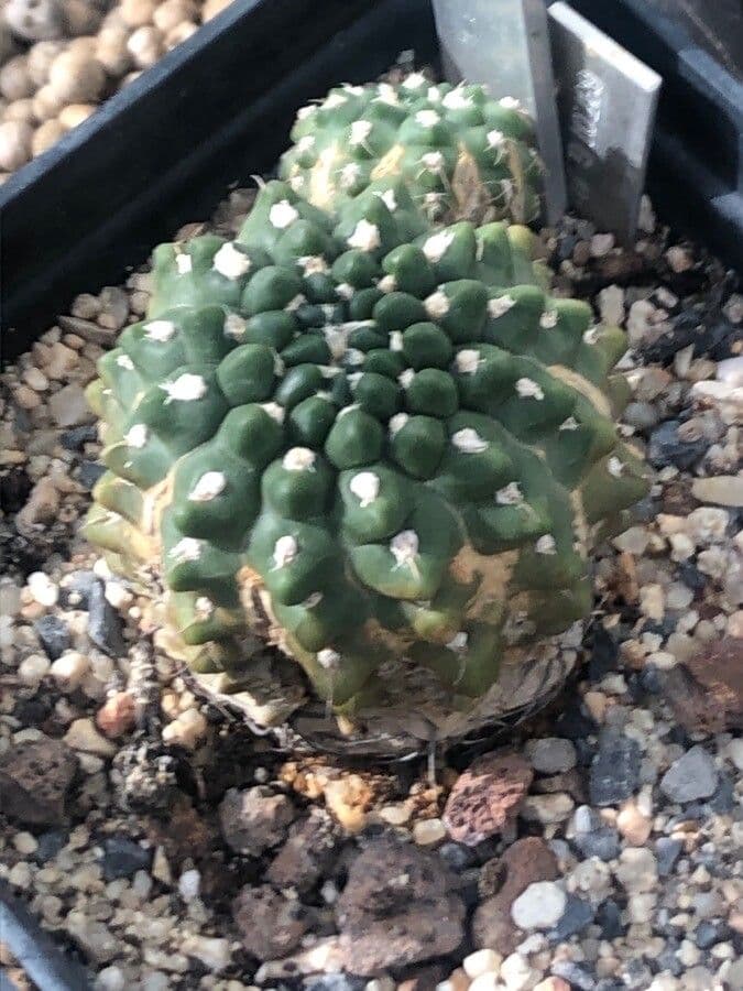 Amerhausers Mondkaktus