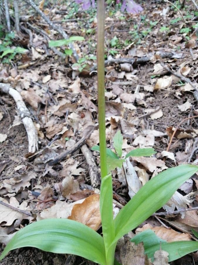 Orchide maggiore 23