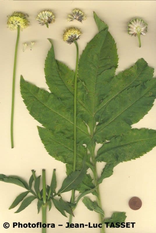 Cephalaria alpina 25