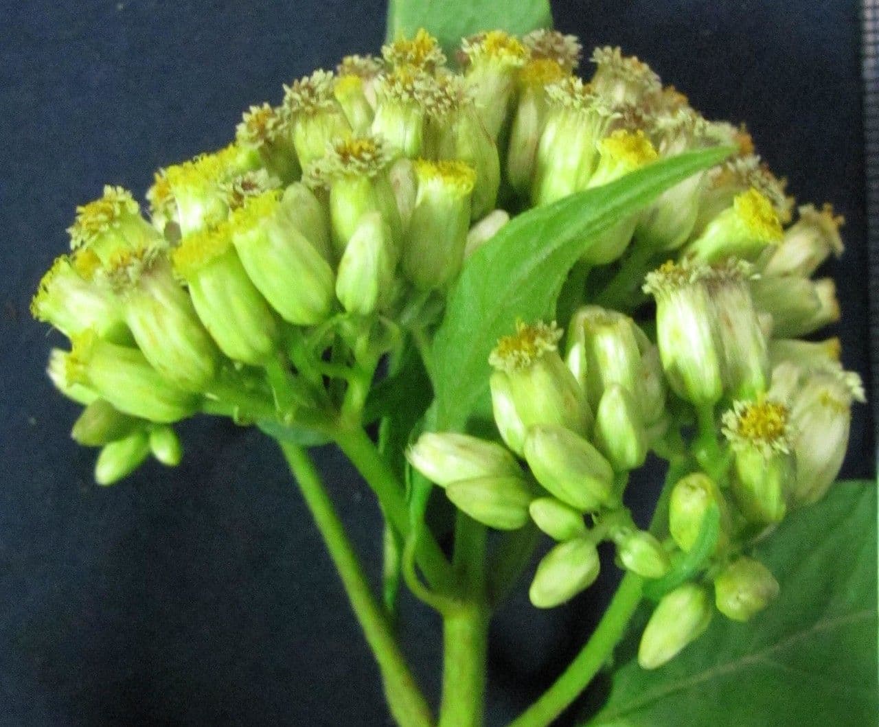 Hebeclinium