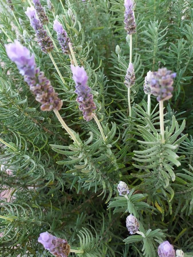 Lavanda dentata 4