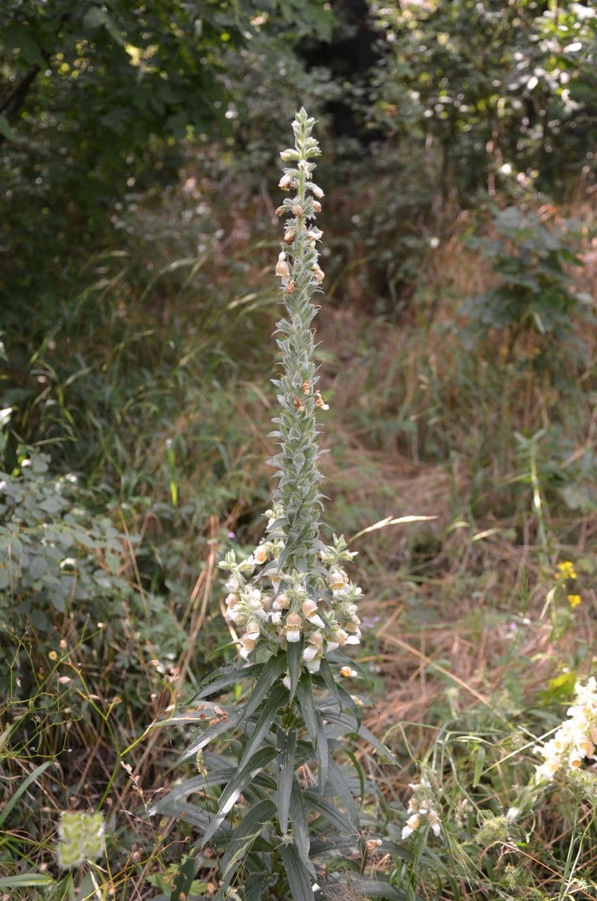 Digitale lanata 9