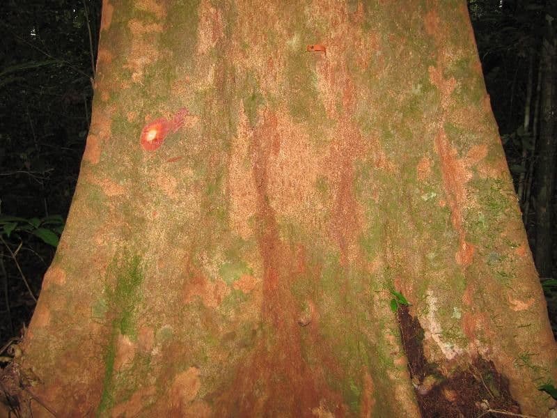 Maytenus 7