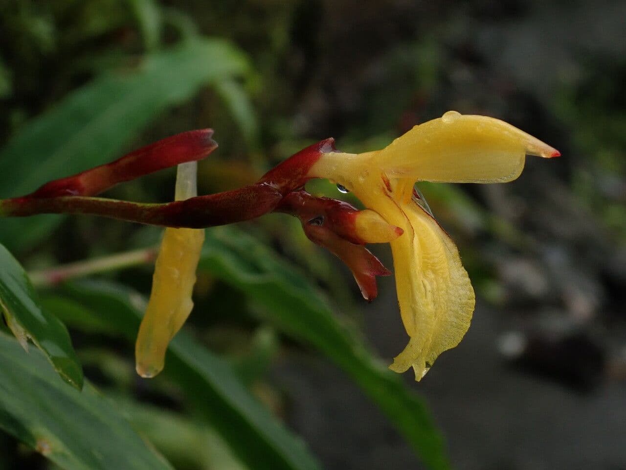 Cautleya 4