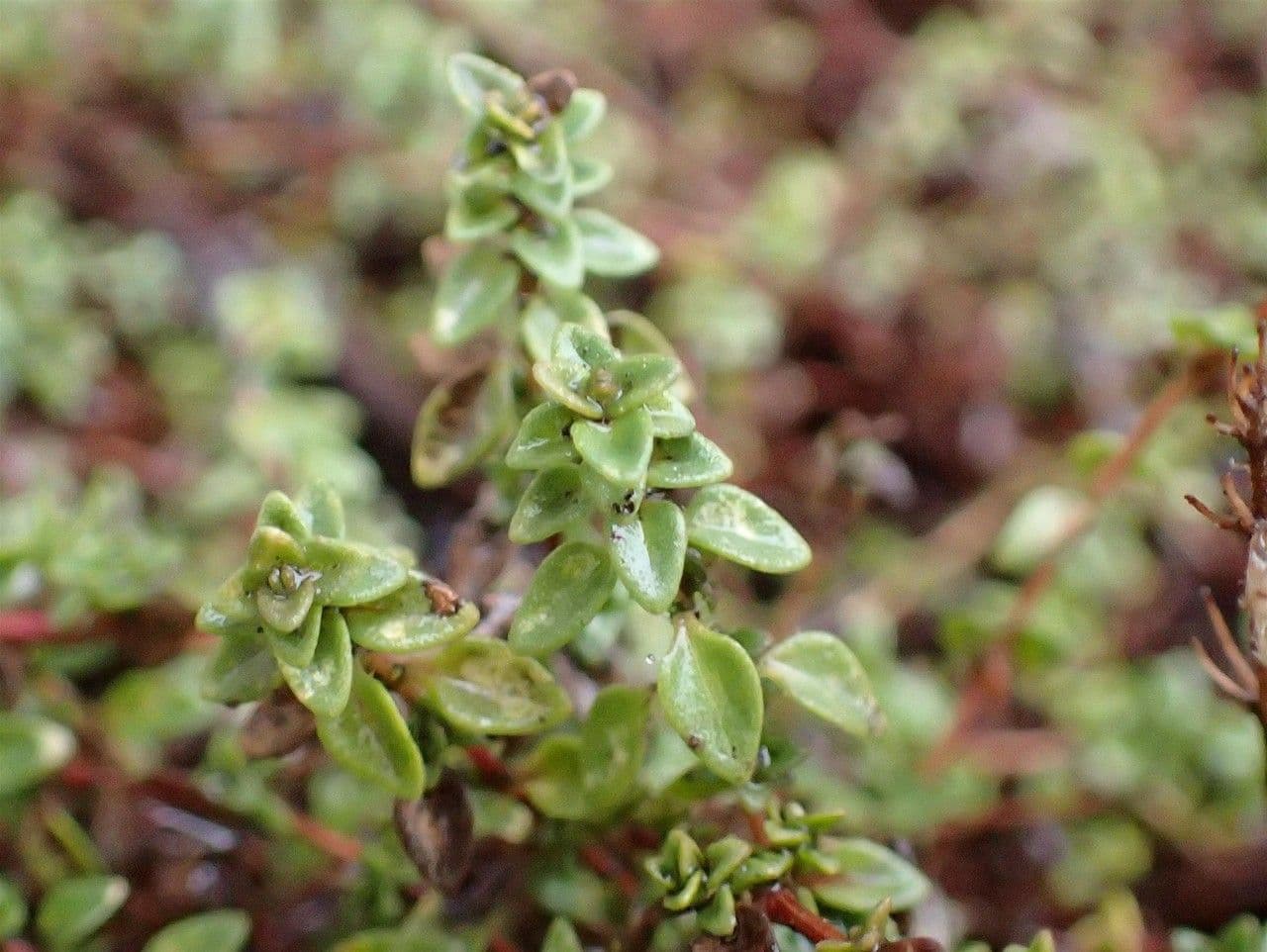 Thym à odeur de cumin 6
