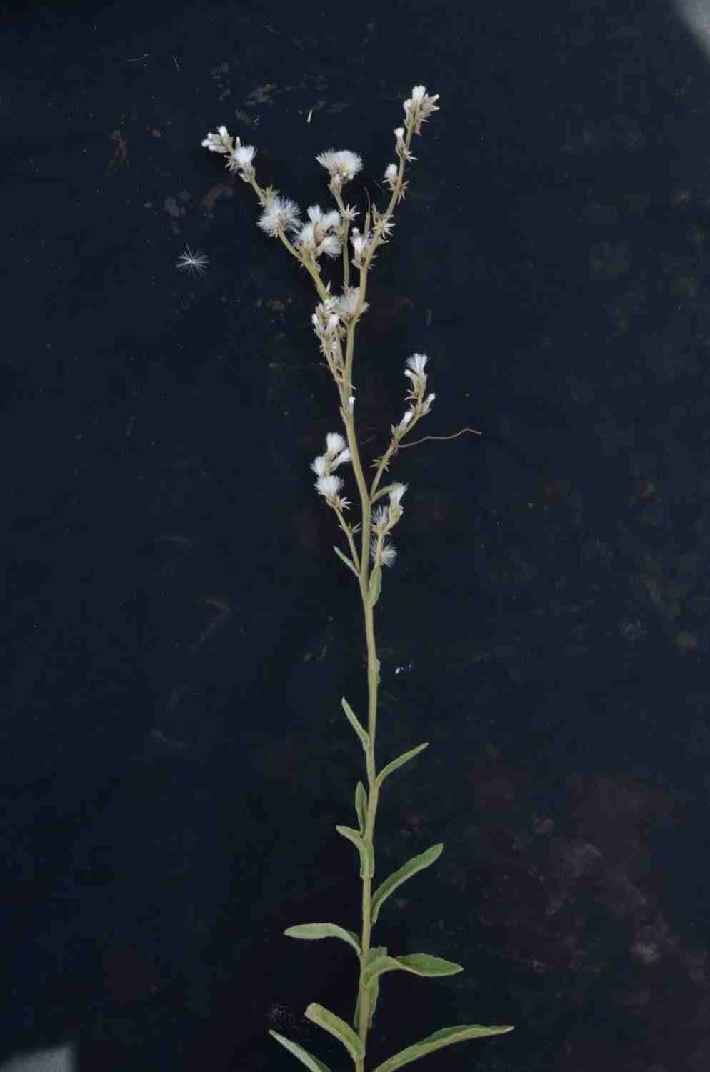 Chrysolaena 11