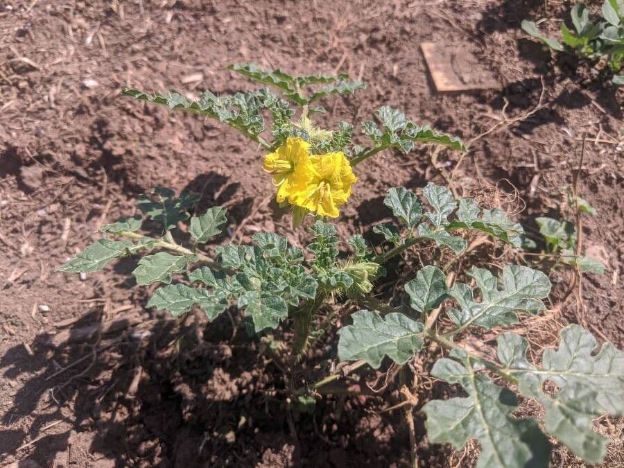 Solanum rostratum 20