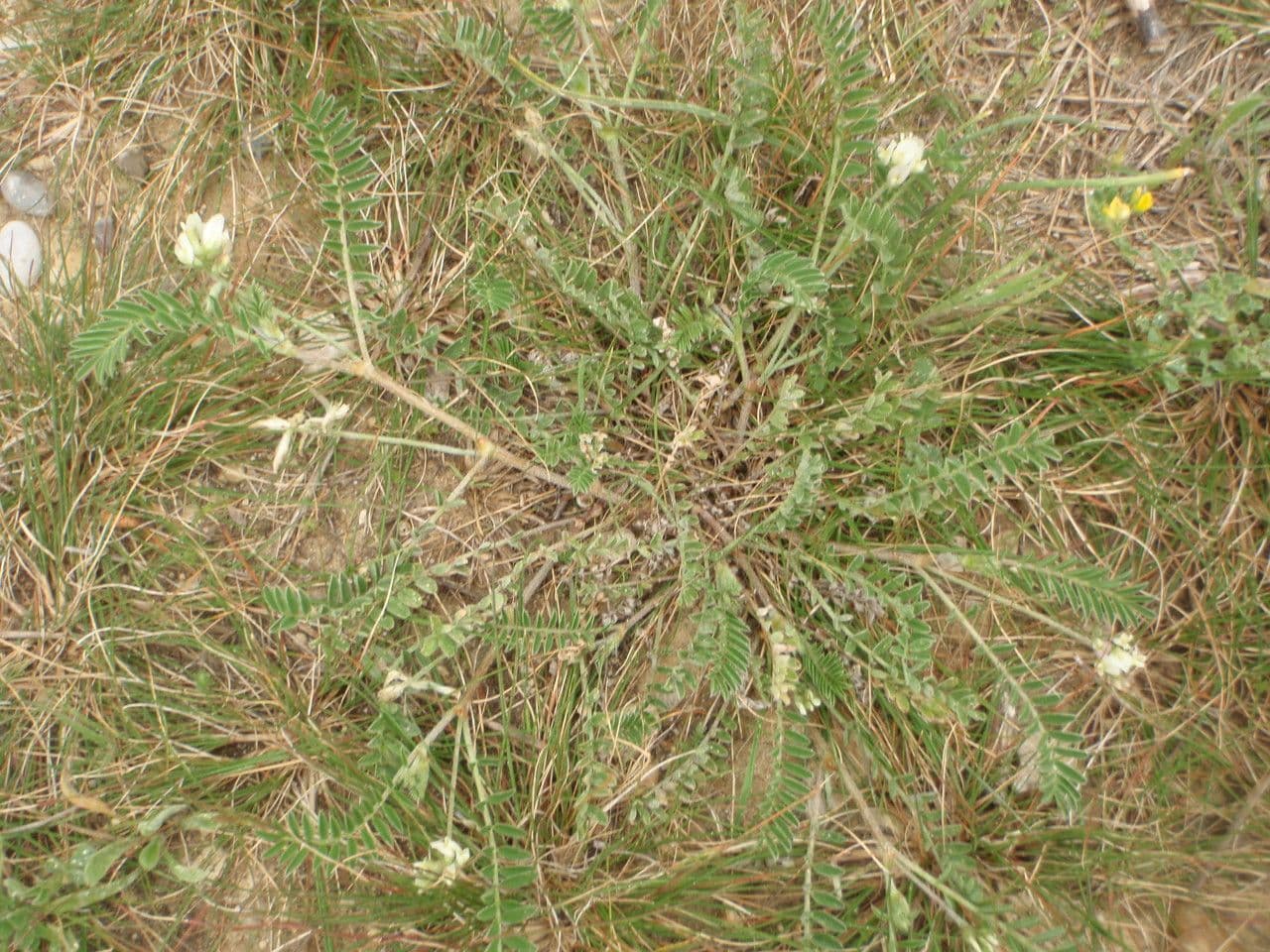 Astragalus hamosus 13