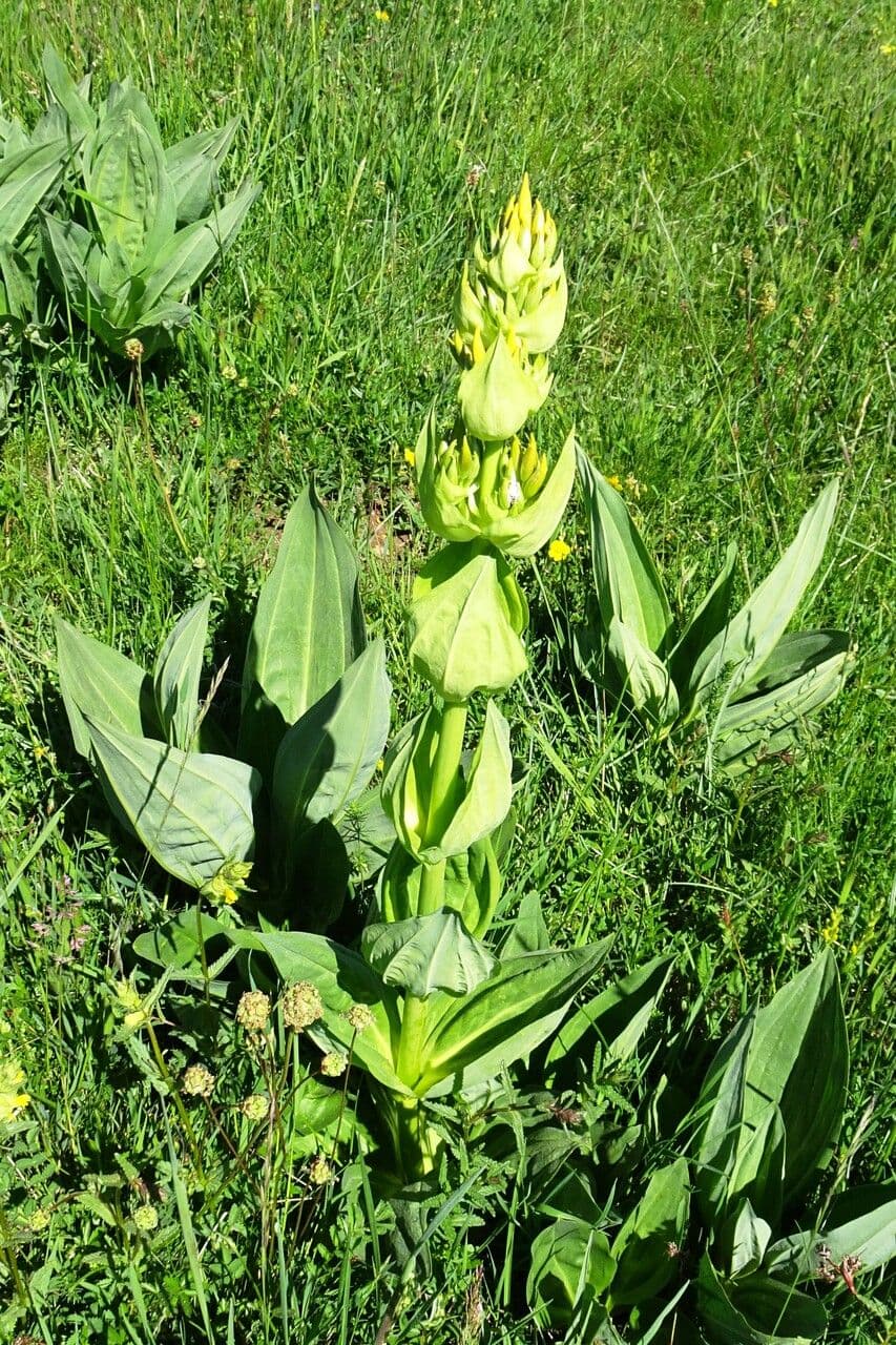 Genziana maggiore 15