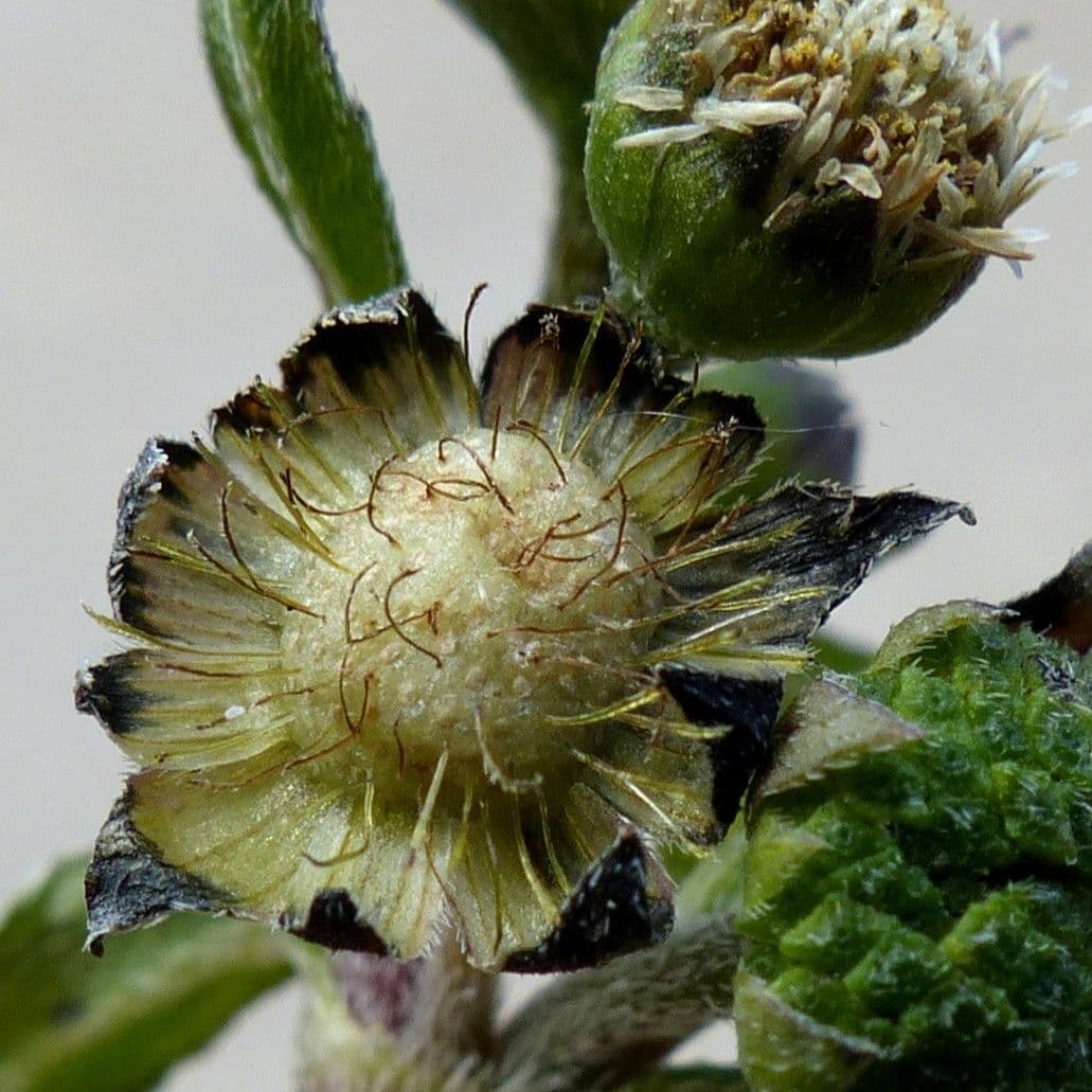 Eclipta 4