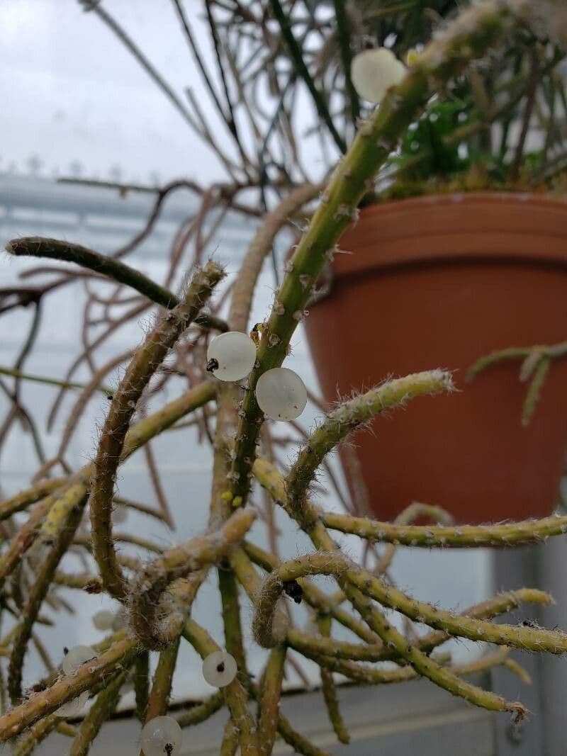 Rhipsalis