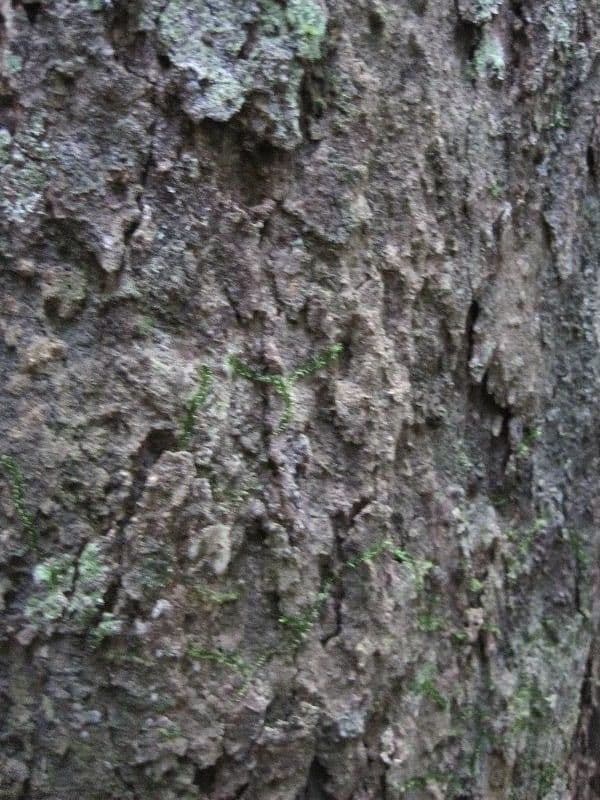 Glycydendron 8