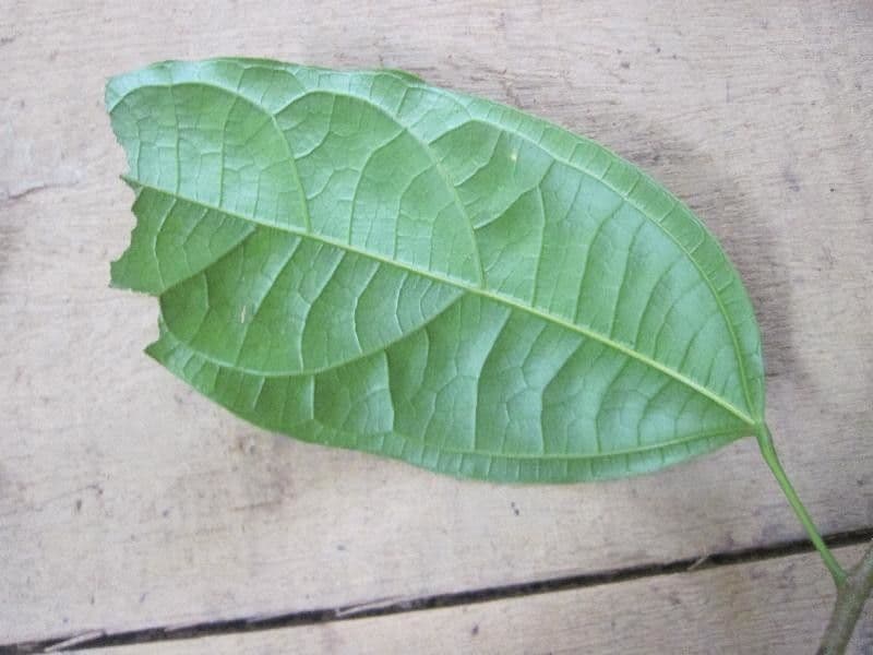 Glycydendron 5