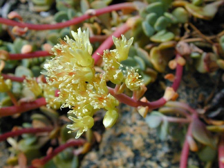 Sedum dell'Oregon 5