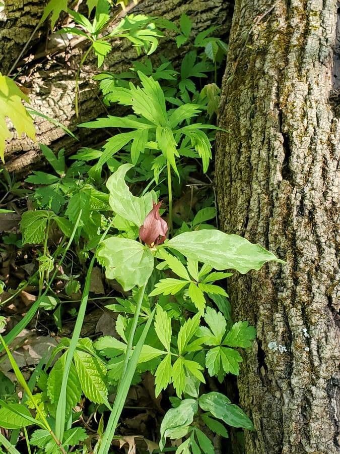 Trillium eretto 18