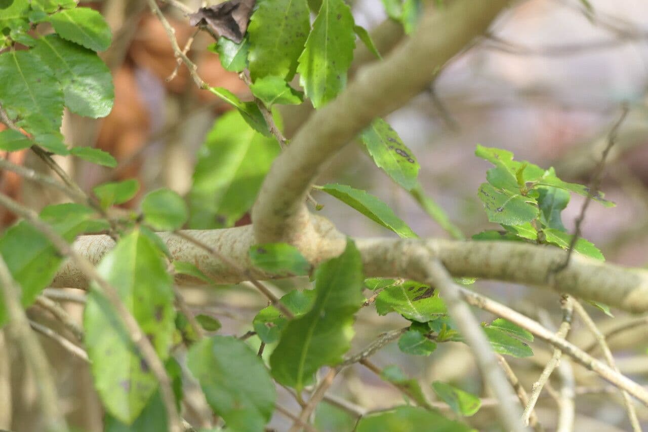 Azara dentata 12
