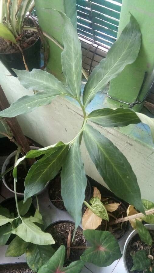 Arum dragon 16