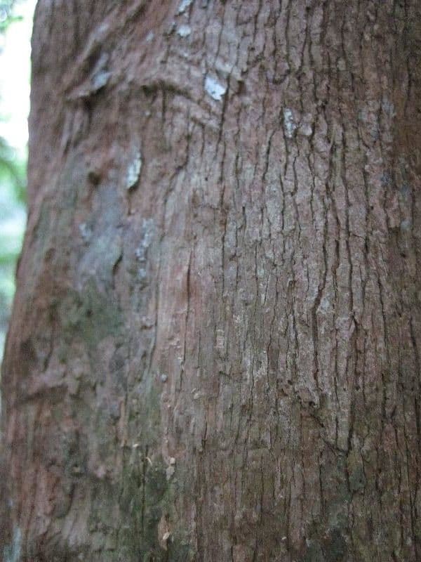 Pouteria guayanensis 11