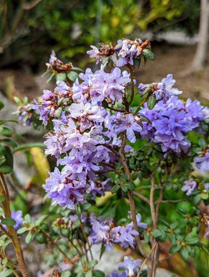 Rododendro 5