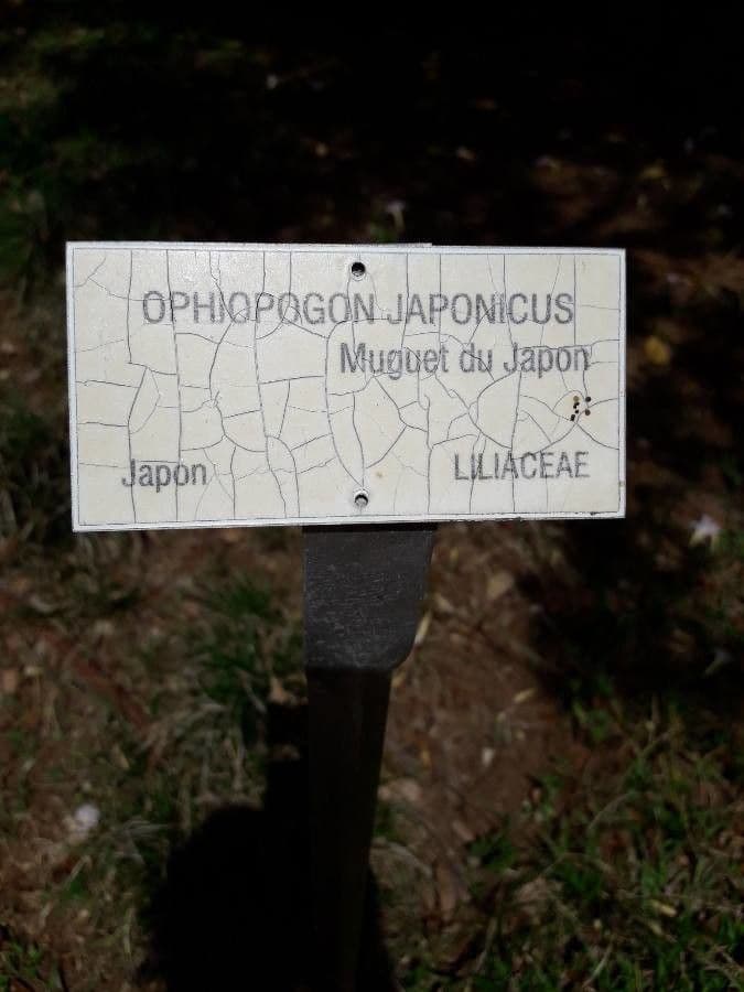 Japanischer Schlangenbart 22