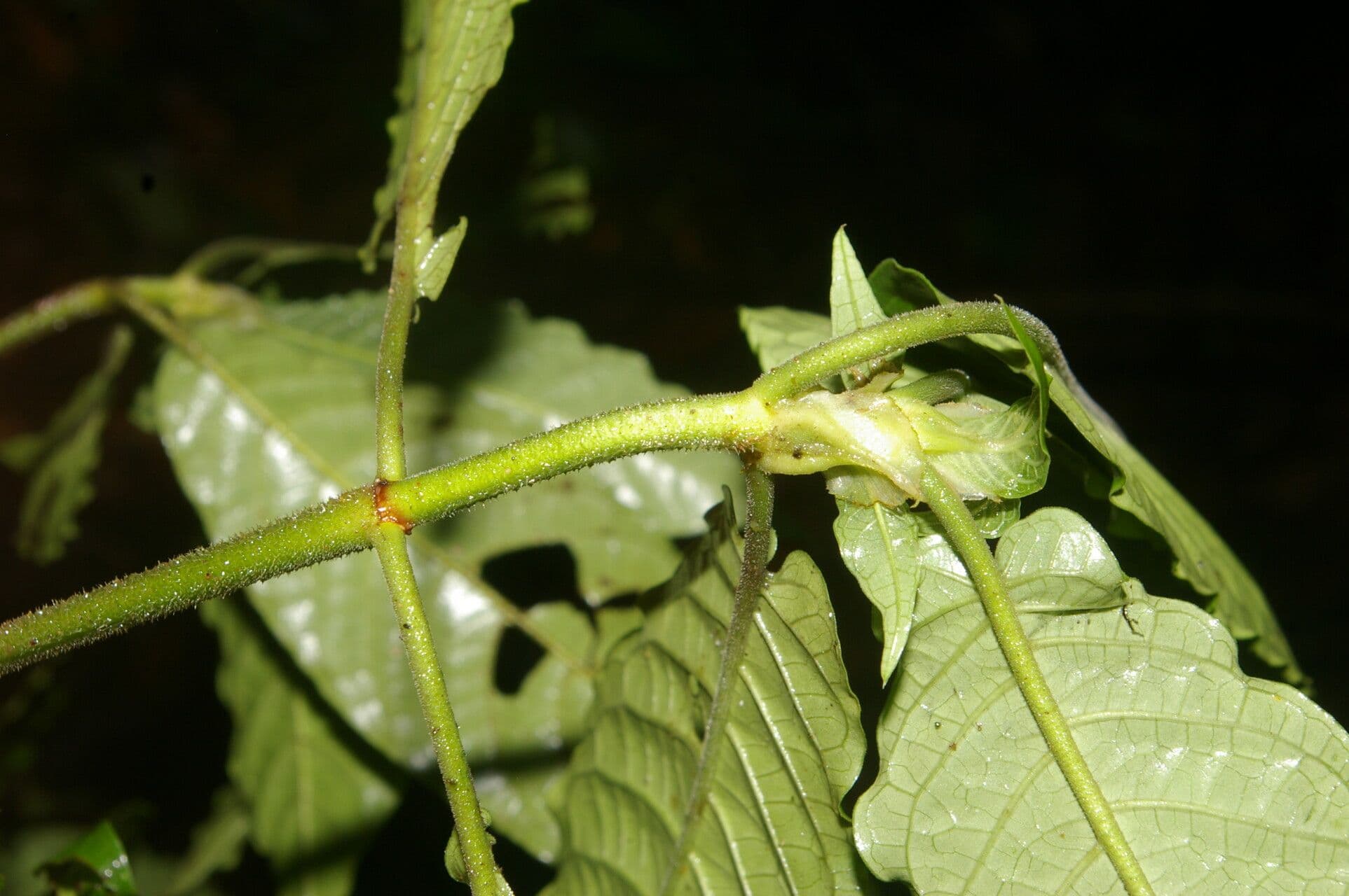 Psychotria 10