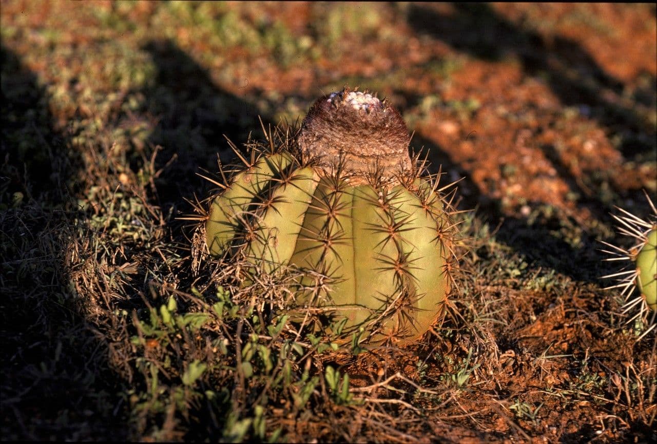 Melocactus 11