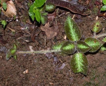 Episcia 17