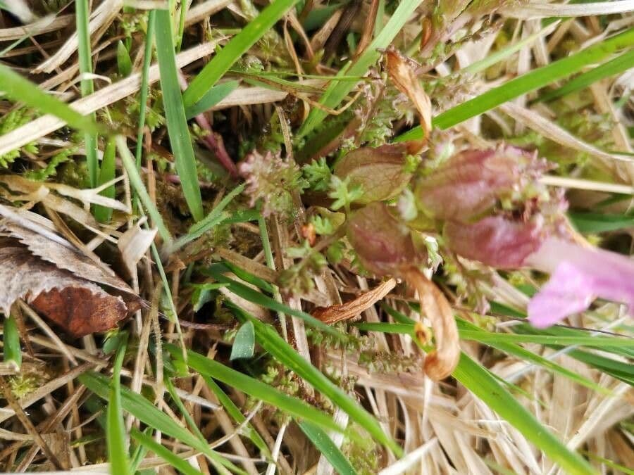 Pedicolare silvatica 16