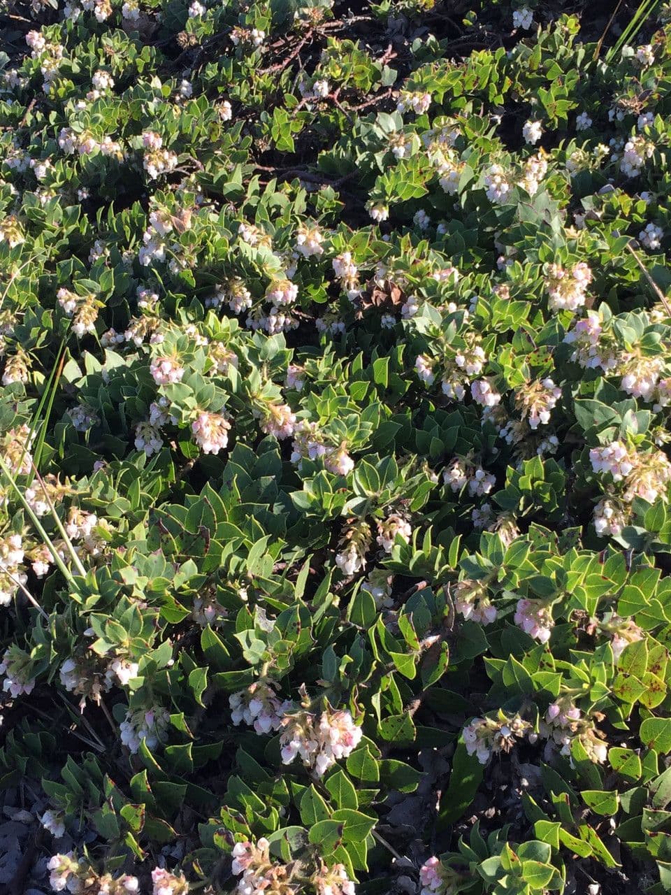 Arctostaphylos 7