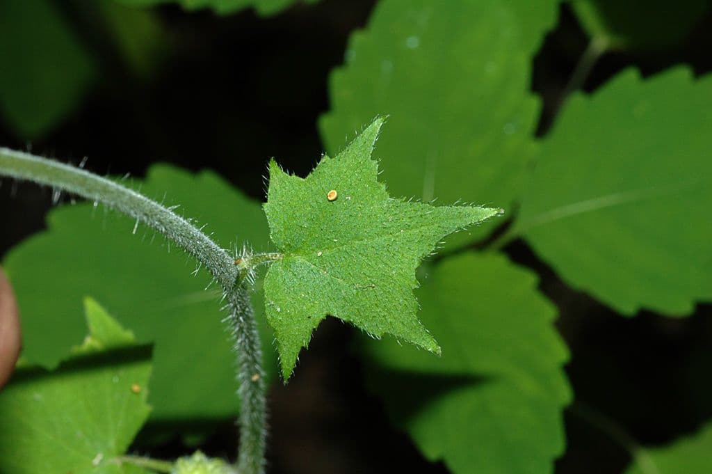 Feuille d'eau appendiculée 12