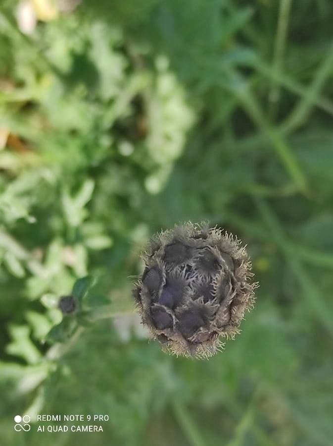 Centaurea vedovina 4