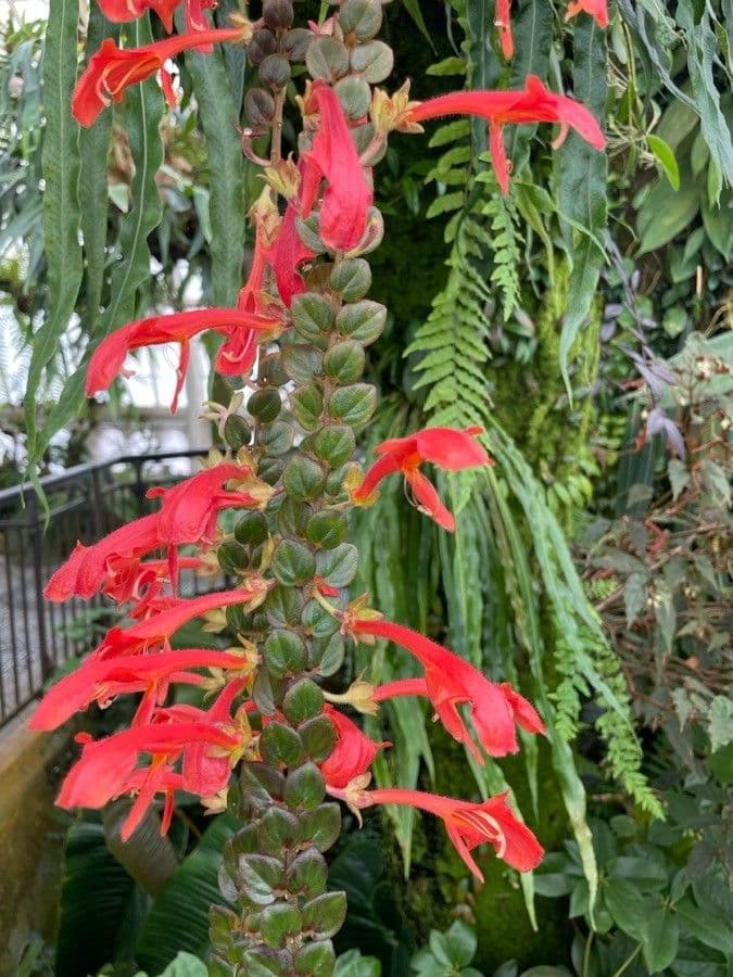 Columnea