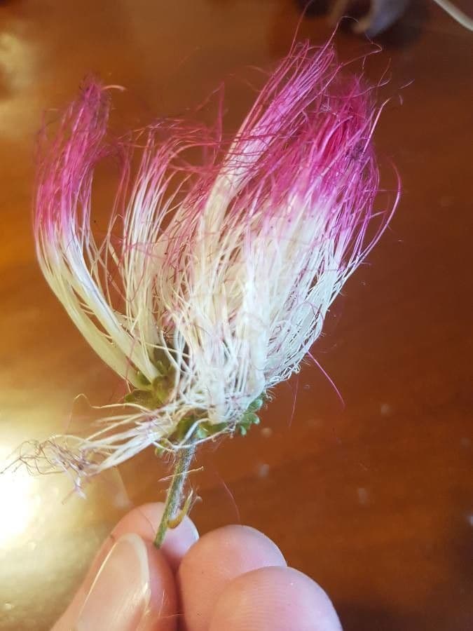 Calliandra 5