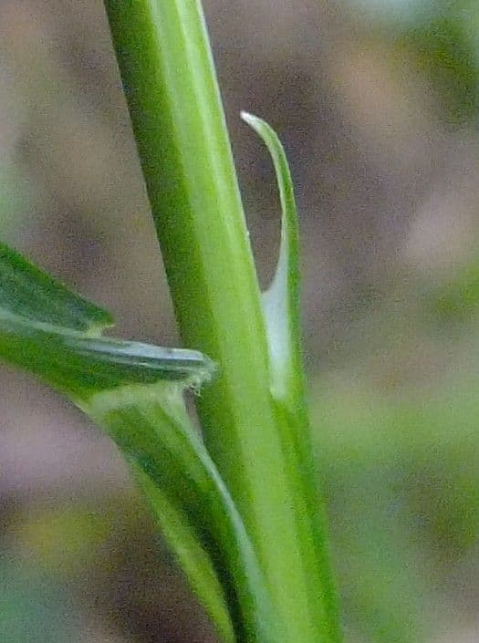 Melica uniflora 24