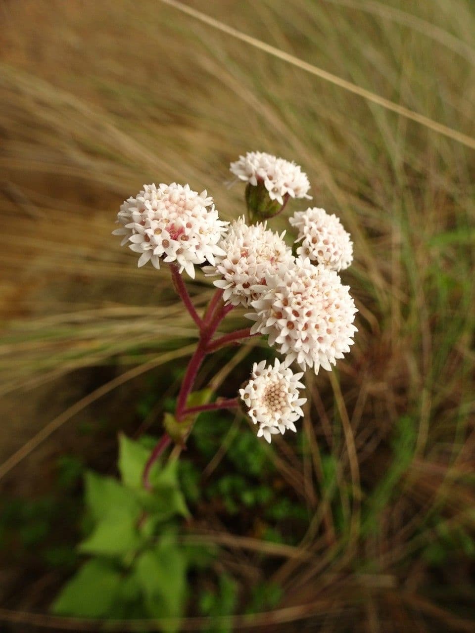 Ageratina