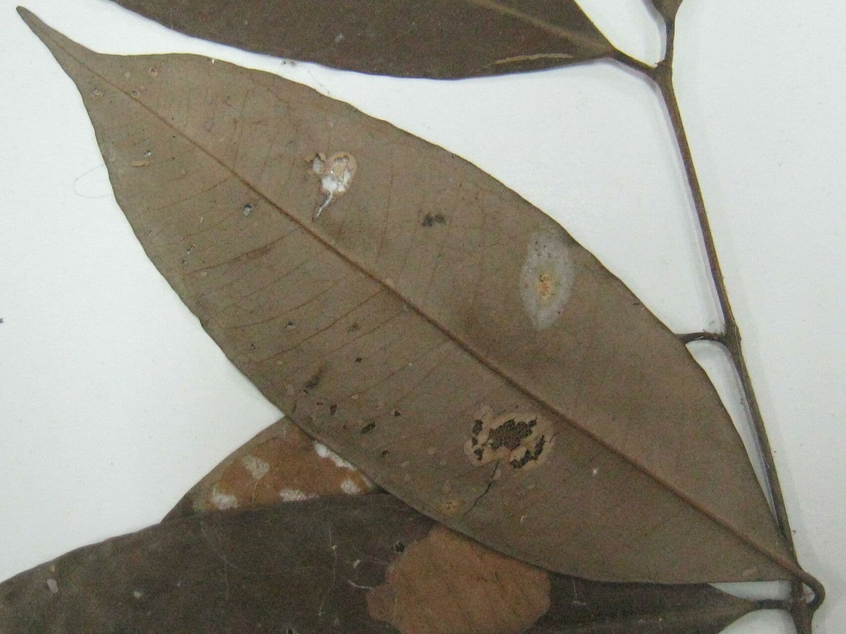 Eugenia 2