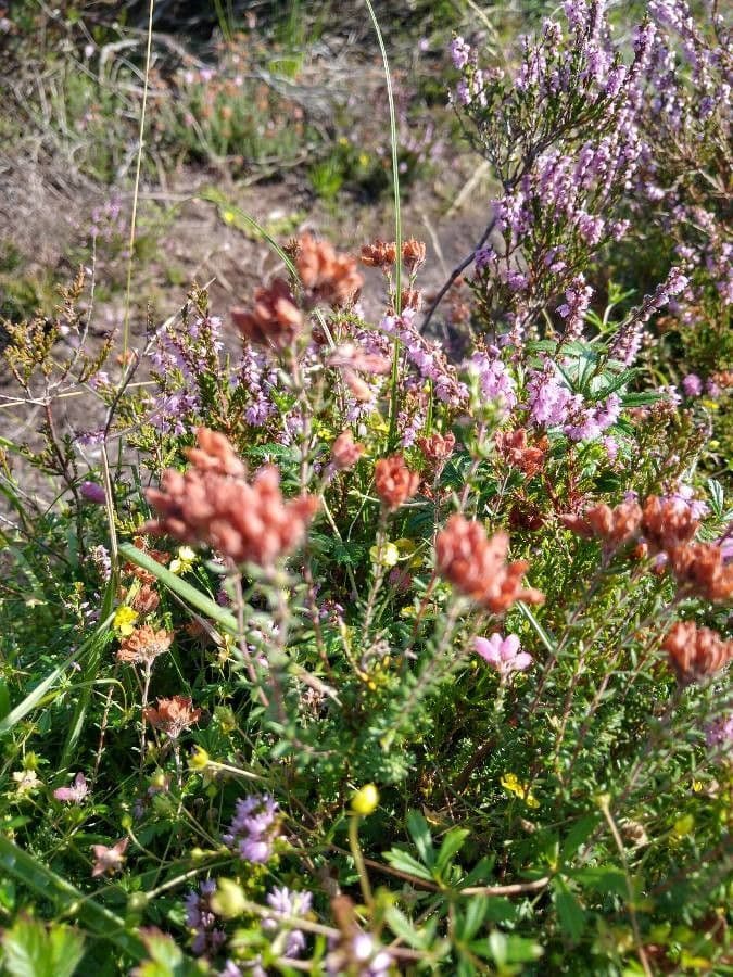 Glocken-Heide 16