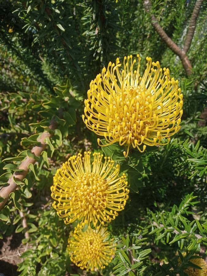 Leucospermum 2