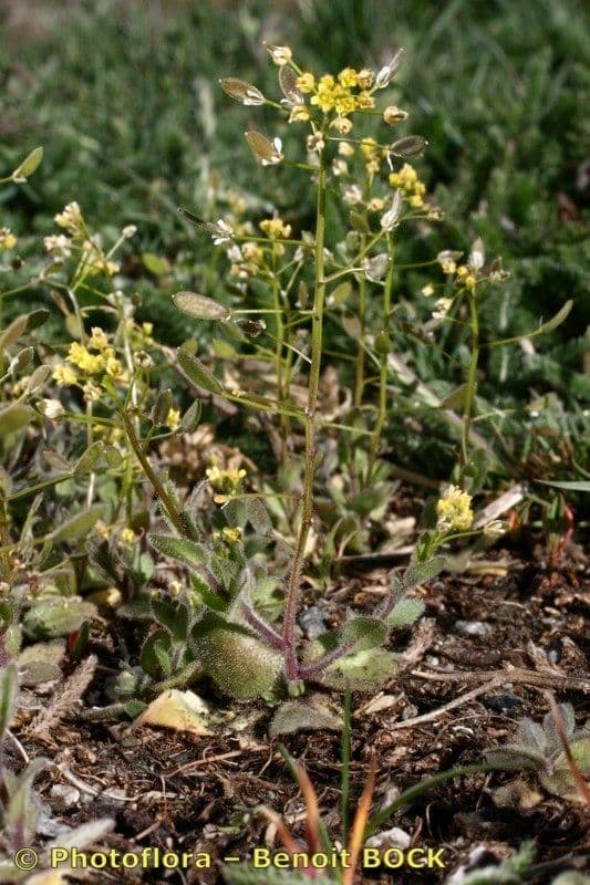 Draba lesná 13