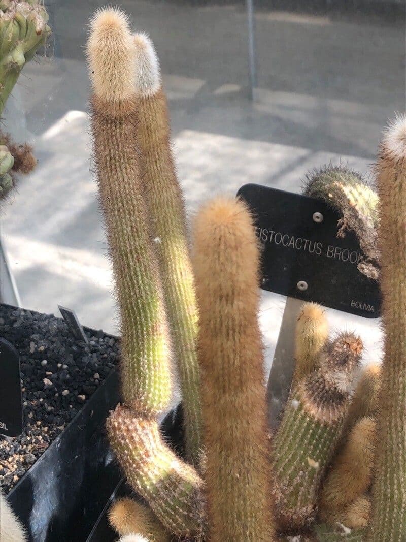 Cactus columnar de Brooke 4