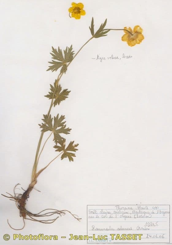 Ranunculus aduncus 12