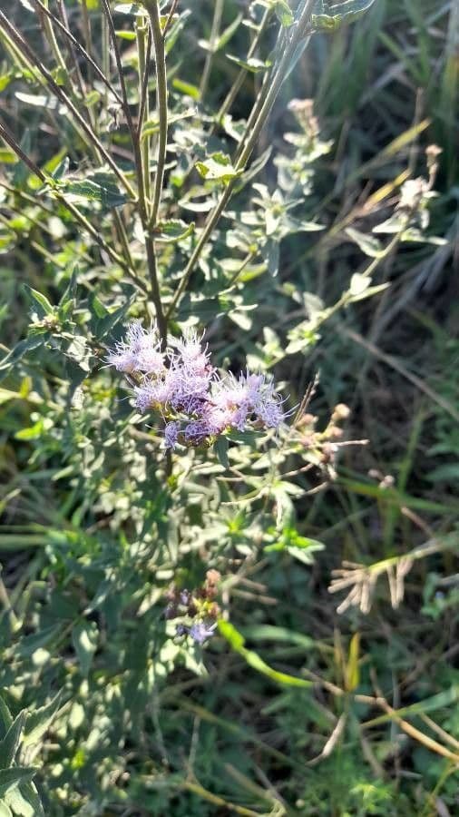 Chromolaena hirsuta 7